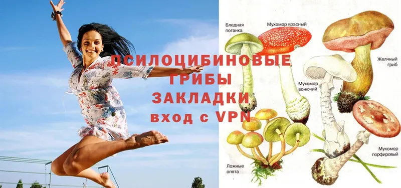 площадка формула  Железногорск  Псилоцибиновые грибы Psilocybe 